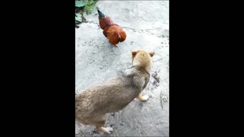 Chicken vs Dog Fight - clip1