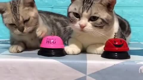 Best cat funny videos __ cat videos __ (laugh to make laugh) cat videos321(720P_HD)