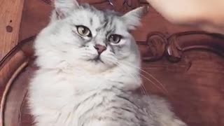 Mad grey cat gives high five to man