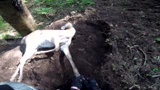 Men Come to Aid of Deer in Illegal Trap