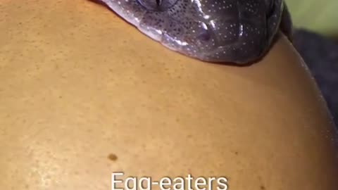 Snakes eating eggs.wild snakes.