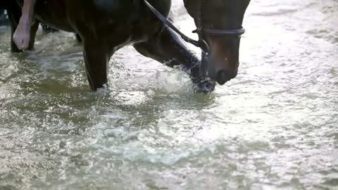 Black horse stomps his hoof on the river and splashes water