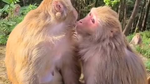 Monkey Romantic Comedy Dance