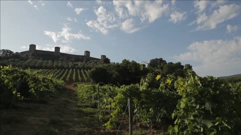 ws ds vineyard tuscany italy