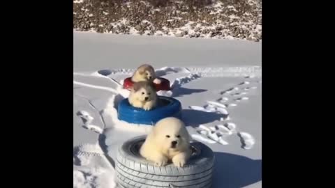Puppies Sliding on Snow