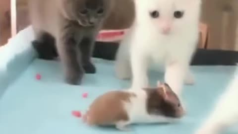 Three kittens and a rat| funny cats