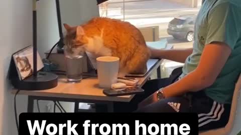 True? 😅 Love cats? Like & Share | work from home with cat | cat universe
