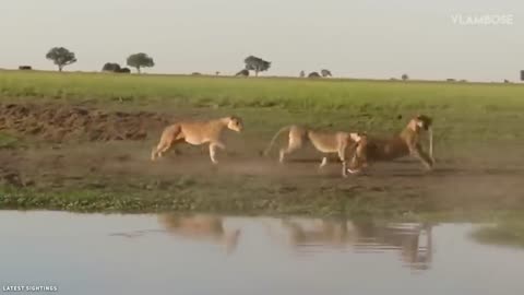 15 Most Incredible Lion Attacks Caught On Camera