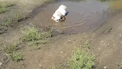 Dogs Playing In Mud