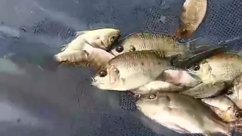 Amazing fishes video. My own farming fish.