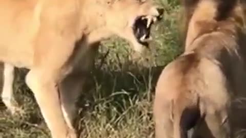 Male lion tries to sneak up on sleeping lionesses with their cubs