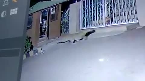 Leopard runs after dog,luckily the dog escaped