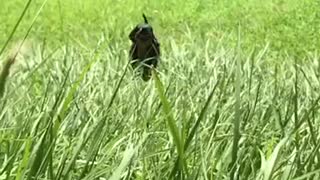 Black weiner dog puppy runs through tall grass slowmo