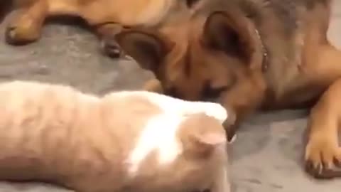 cats and dogs - cats and dogs awesome friendship
