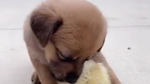 Funny emotional dog video