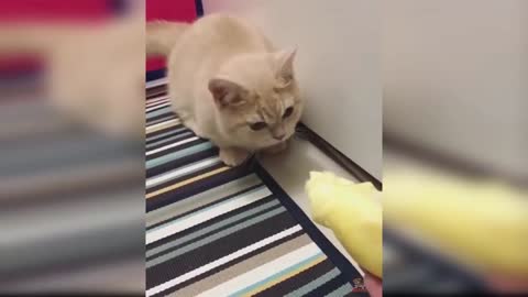 Cats and Dogs VS Durian Fruit