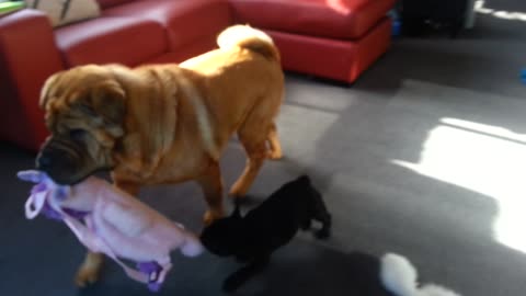 French Bulldog puppy challenges Shar Pei to tug-of-war match