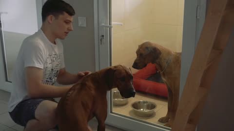 Young man and two dogs in the infirmary for animals