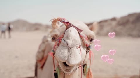 The desert can't take my passion away, Camel