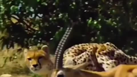 Cheetah Attitude 🔥🔥🔥💯💯👏😱