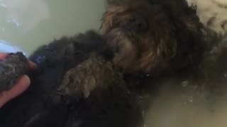 Black fluffy dog enjoys bath time