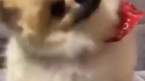 funny dog shaking head
