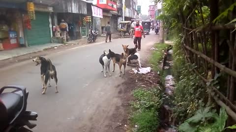 Street dogs fight for Matting 😅 Natun Bazar, Magura