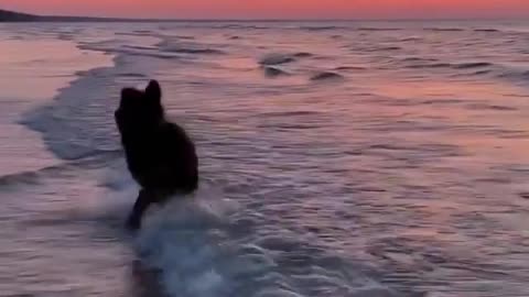 A dog playing at sea