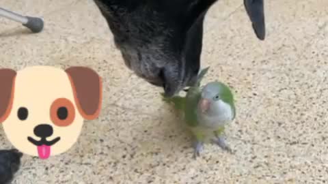 Dog and parrot video cute animals