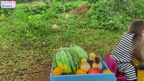 bibi takes ducklings to pick fruits at the farm