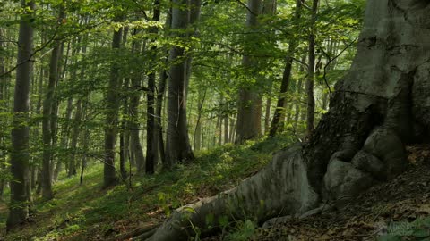 Birds Sing in the Woods - No Loop Realtime Birdsong - Relaxing Nature Video