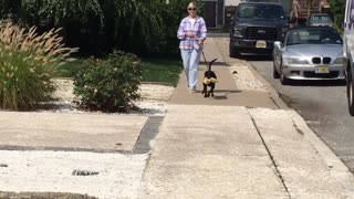 Este pichicho no se separa de su peluche favorito ni a la hora de pasear