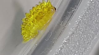 Unique Caterpillar