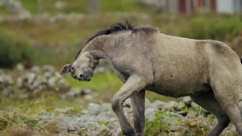 Horses run. Animal World