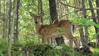 Fawn In The Bush