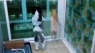 Dogs Excited to See Owner Coming Home