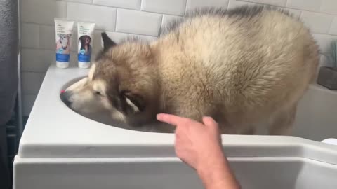 Giant Sulking Dog Hates Bath Time But Baby Helps Him (Cutest Duo EVER!!)-10