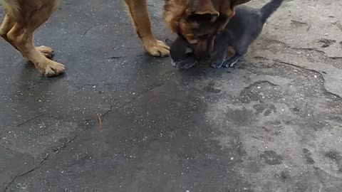 The dog plays a friend with a cat
