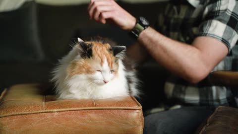 Baby cat receiving affection from its owner