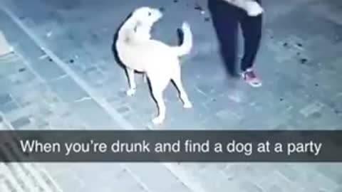 Drunk Man Found A Dog