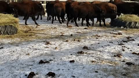 Fun on the Farm - Buying our first Bison Herd