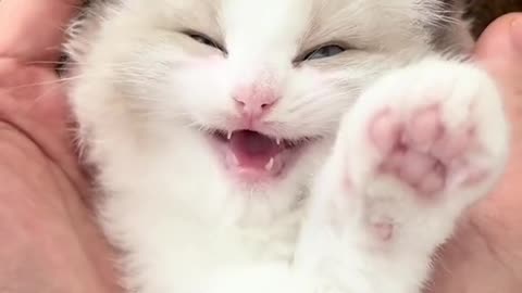 NEKO 🤗cute kitten#funny #neko #cat #catsoftiktok #kitten #kittensoftiktok #meow #fyp