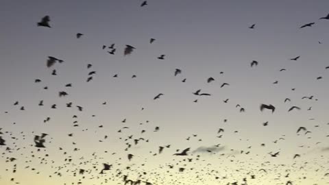 Swarm of Bats Flying to Fraser Island