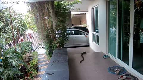 Hungry Snake Comes After Cat