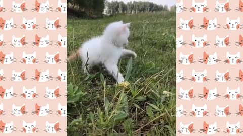 Charming and Funny Cat Videos to Make Your Sunday!😸2021