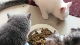 My breakfast cats