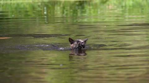 Man teaching little cat to swim in a river.