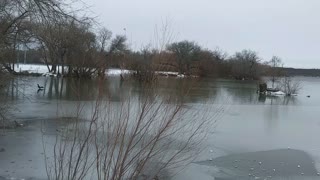 Muscovy Duck Stands on Frozen Lake