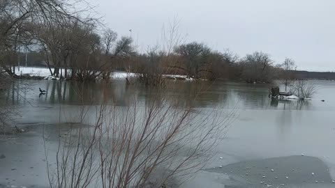 Muscovy Duck Stands on Frozen Lake