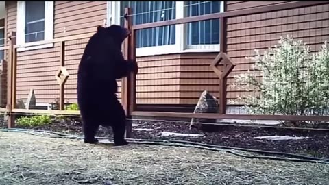 Animals reacting to electric fence shock 😲 😄🤣